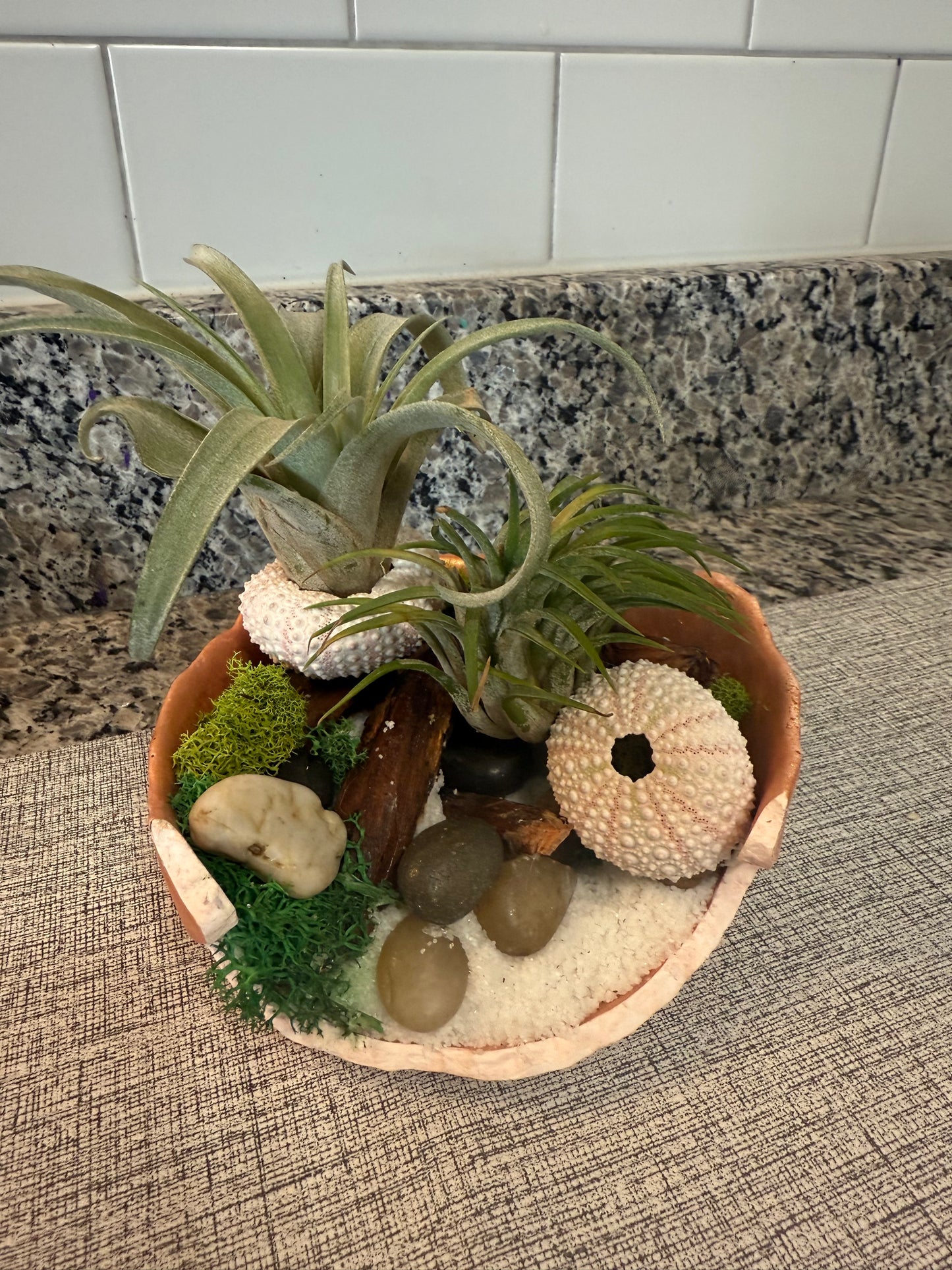 Minimalist Air Plant "Fairy Garden" Bowl with Moss & Natural Accents | Mini Indoor Garden Handcrafted Boho Plant Decor