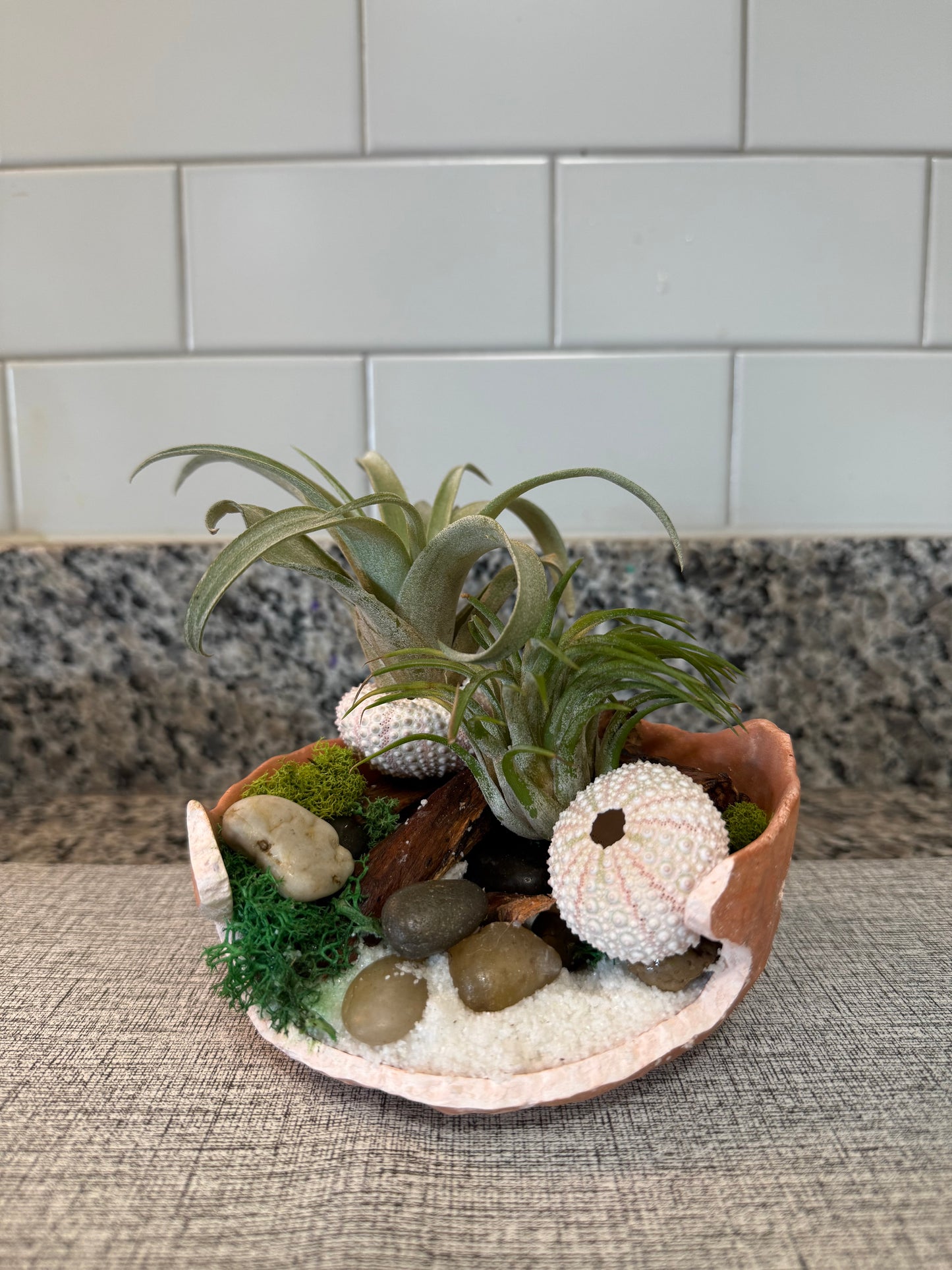 Minimalist Air Plant "Fairy Garden" Bowl with Moss & Natural Accents | Mini Indoor Garden Handcrafted Boho Plant Decor