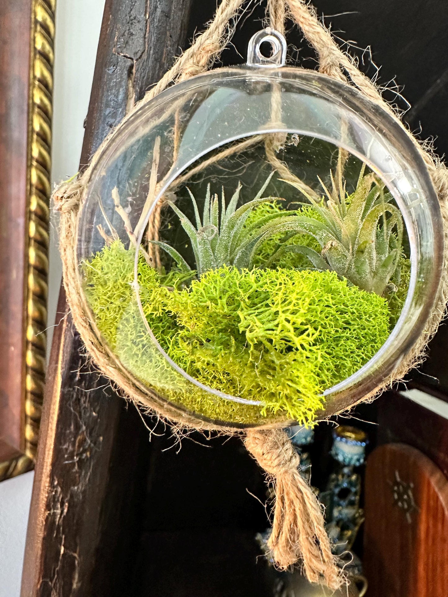 Hanging "Fairy Garden" | Mini Terrarium | Orb Display for Air plants | Pixie Plant Display