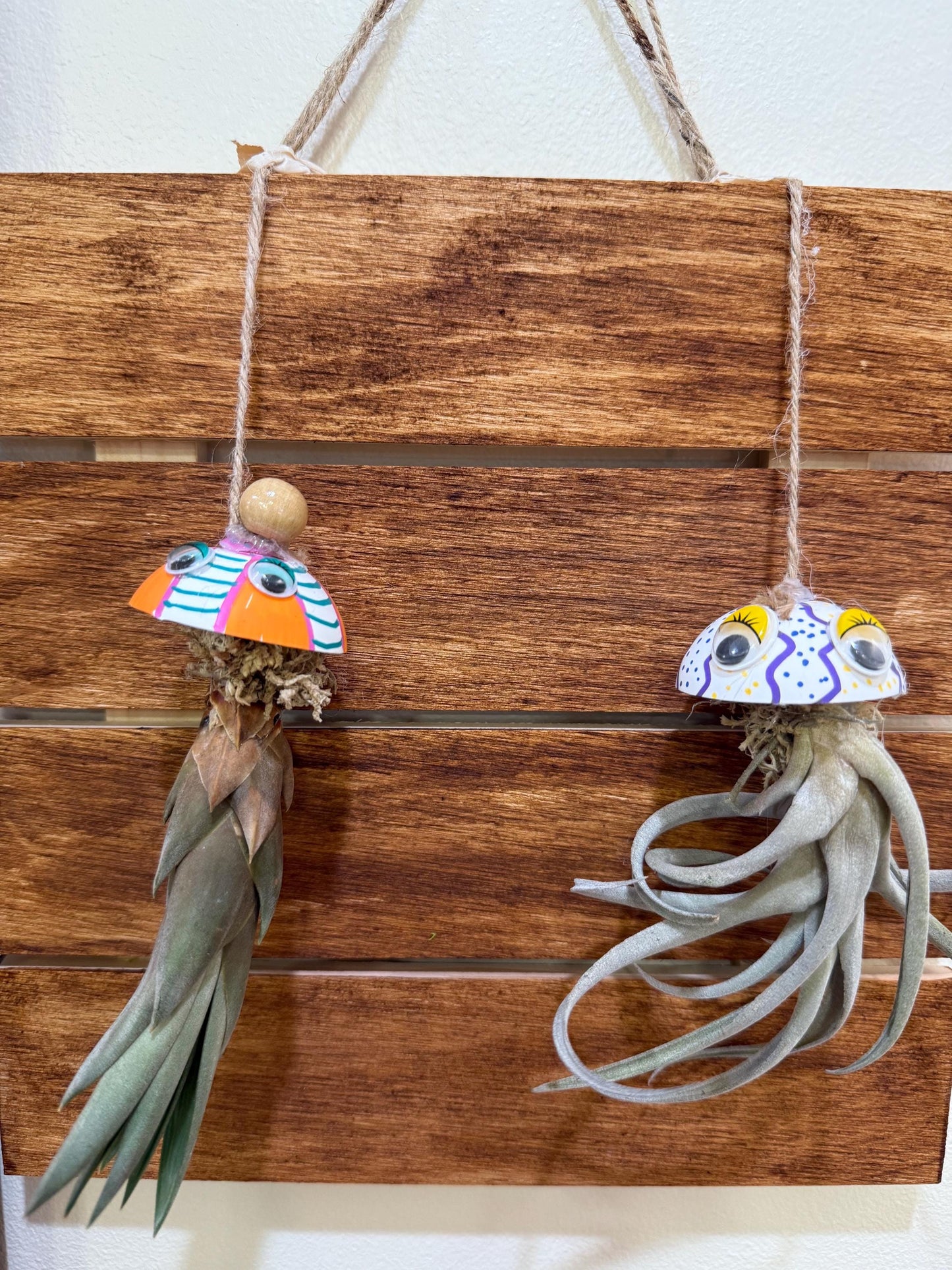 Hanging "Jellyfish" Air Plant Holders | Sea urchin plant holders | Shell Plant Holder | Ocean-Inspired Decor with Real Tillandsia