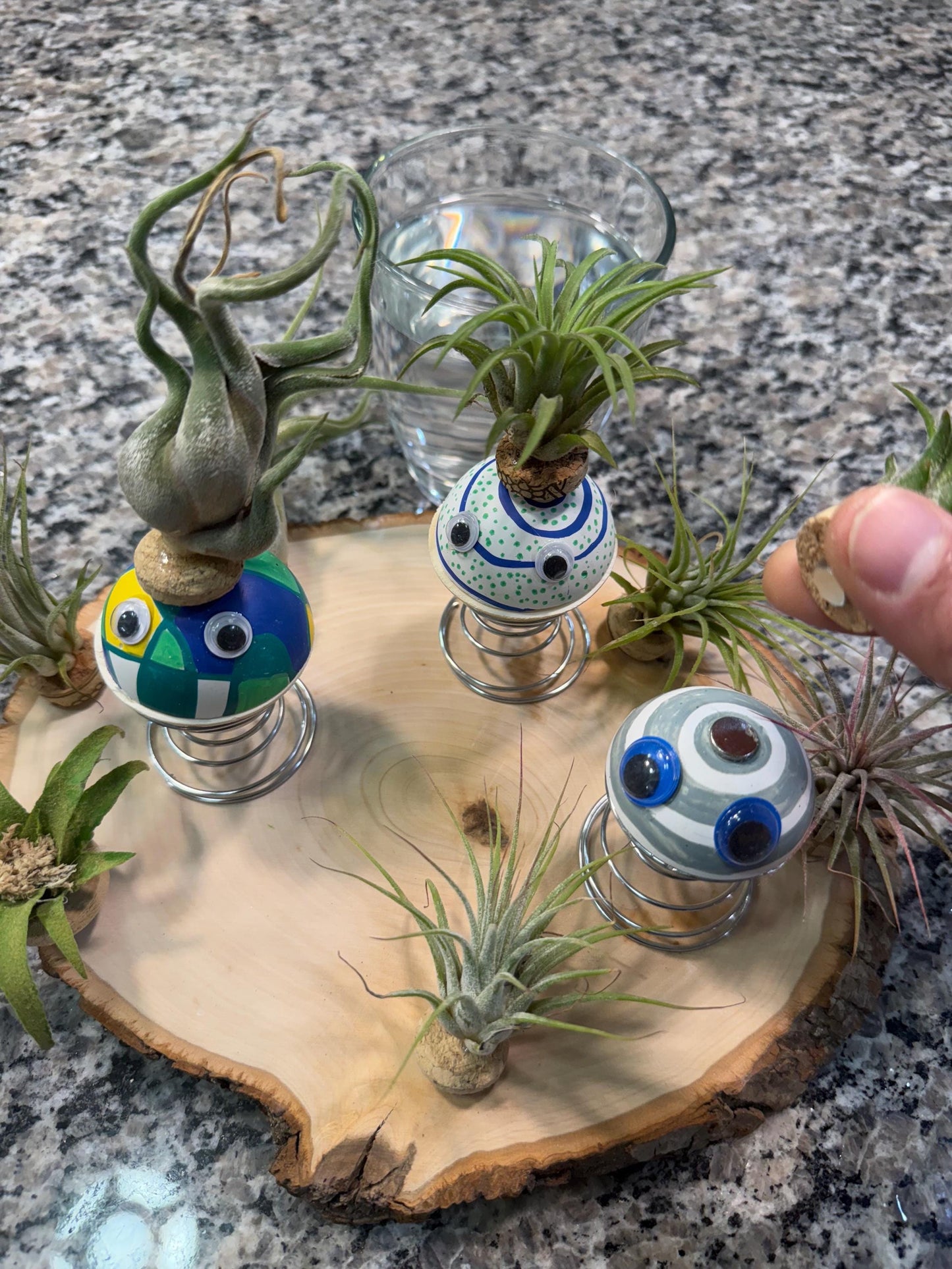 Hanging "Jellyfish" Air Plant Holders | Sea urchin plant holders | Shell Plant Holder | Ocean-Inspired Decor with Real Tillandsia