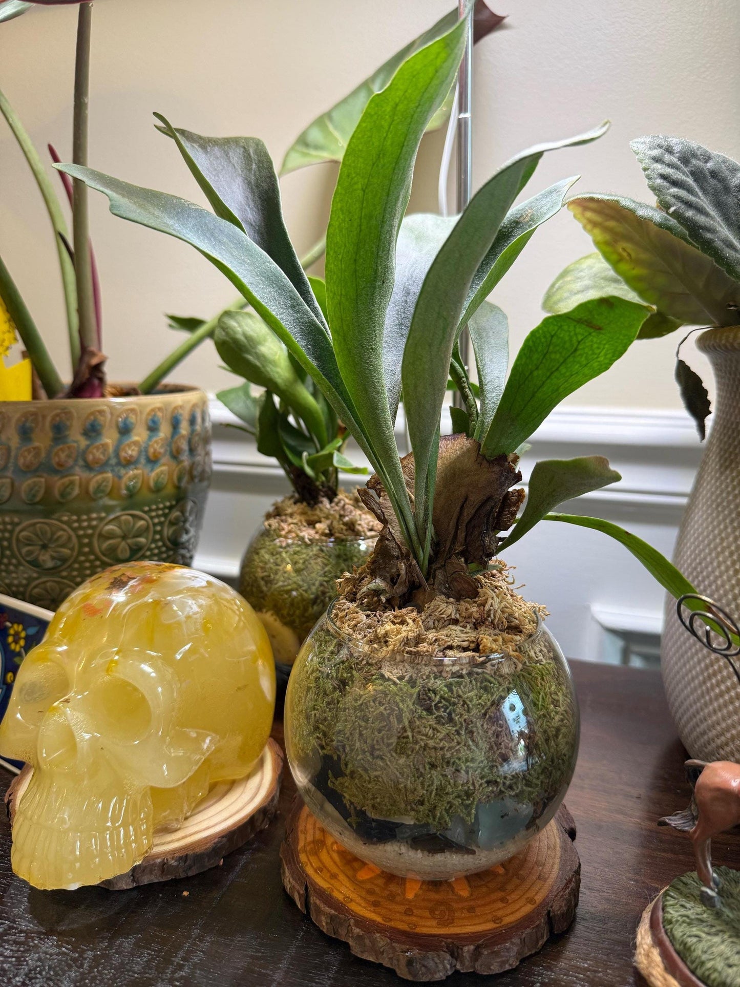 Staghorn Fern Moss Ball & Orb Display | Miniature Live Terrarium | Natural Accents