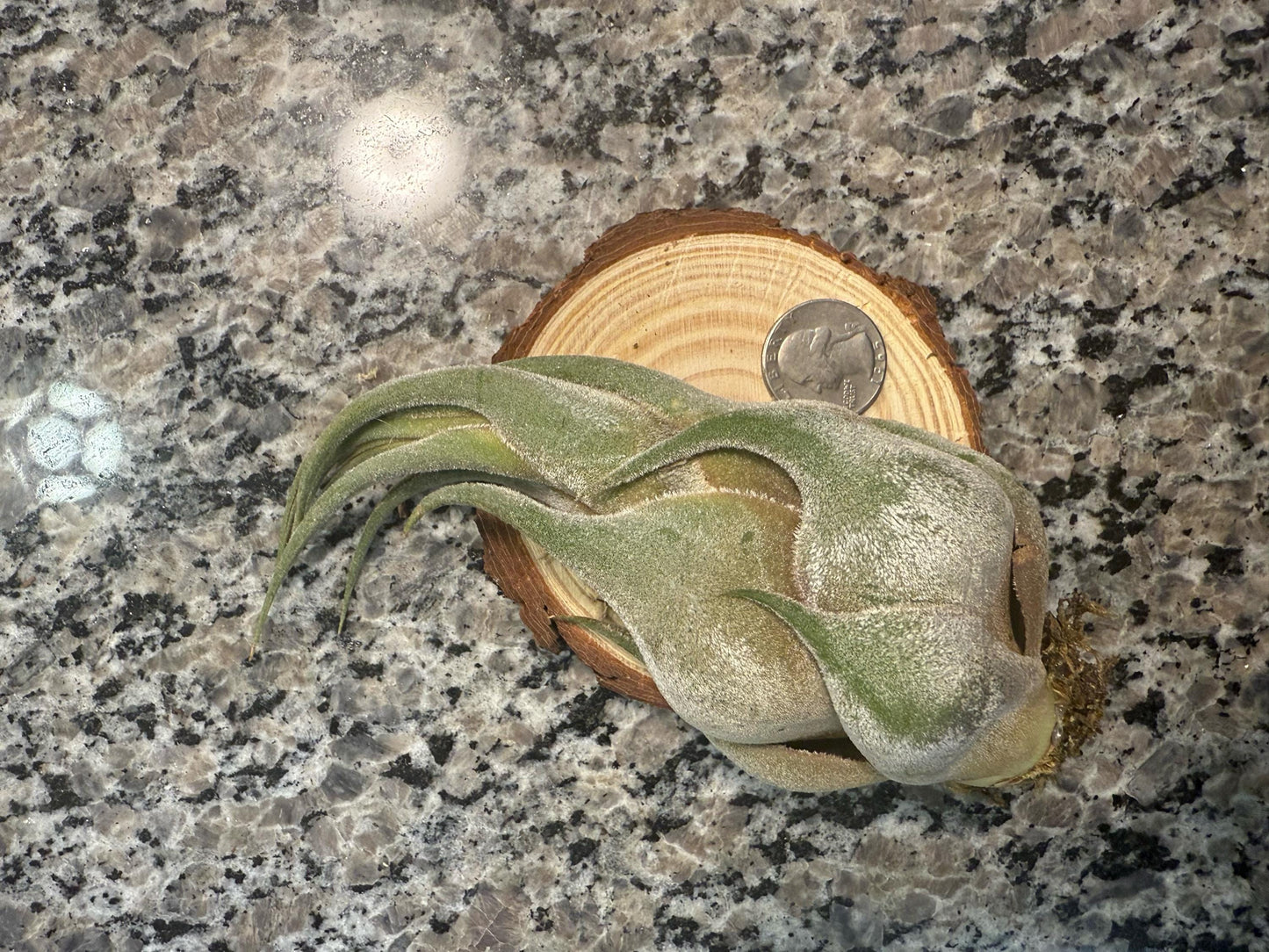 Large & Rare Air Plants | Statement Tillandsia | Unique Living Sculpture | Rare Varieties | Premium Botanical Decor