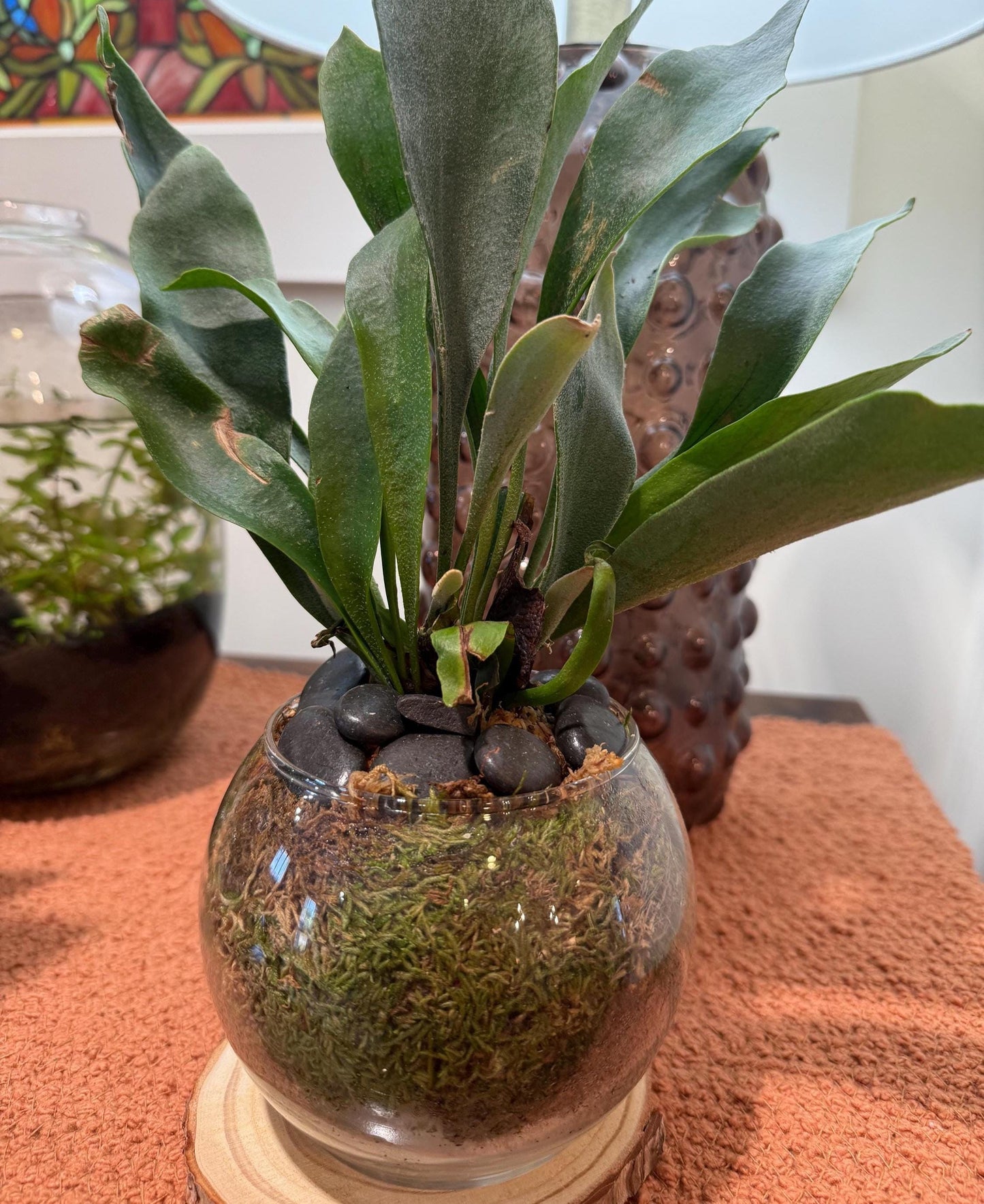 Staghorn Fern Moss Ball & Orb Display | Miniature Live Terrarium | Natural Accents