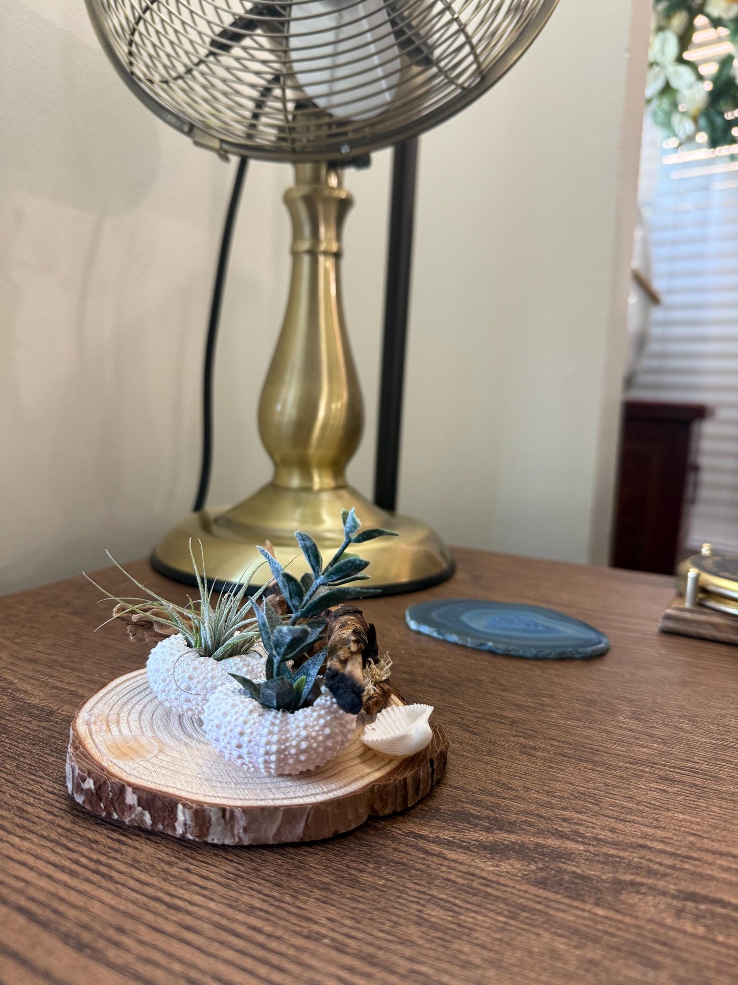 Coastal Driftwood Display Base Rustic Air Plant & Crystal Stand Natural Driftwood Decor