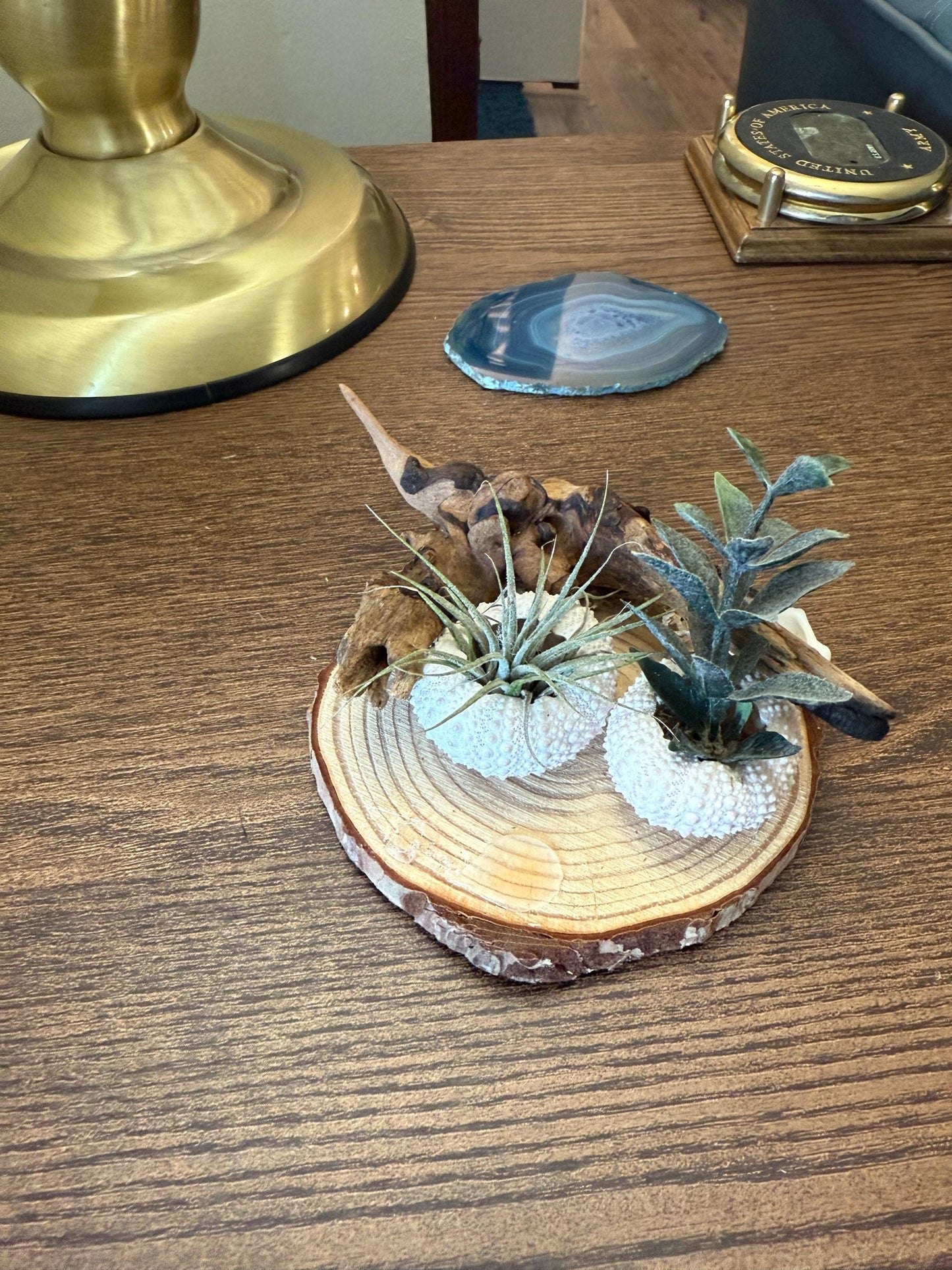 Coastal Driftwood Display Base Rustic Air Plant & Crystal Stand Natural Driftwood Decor