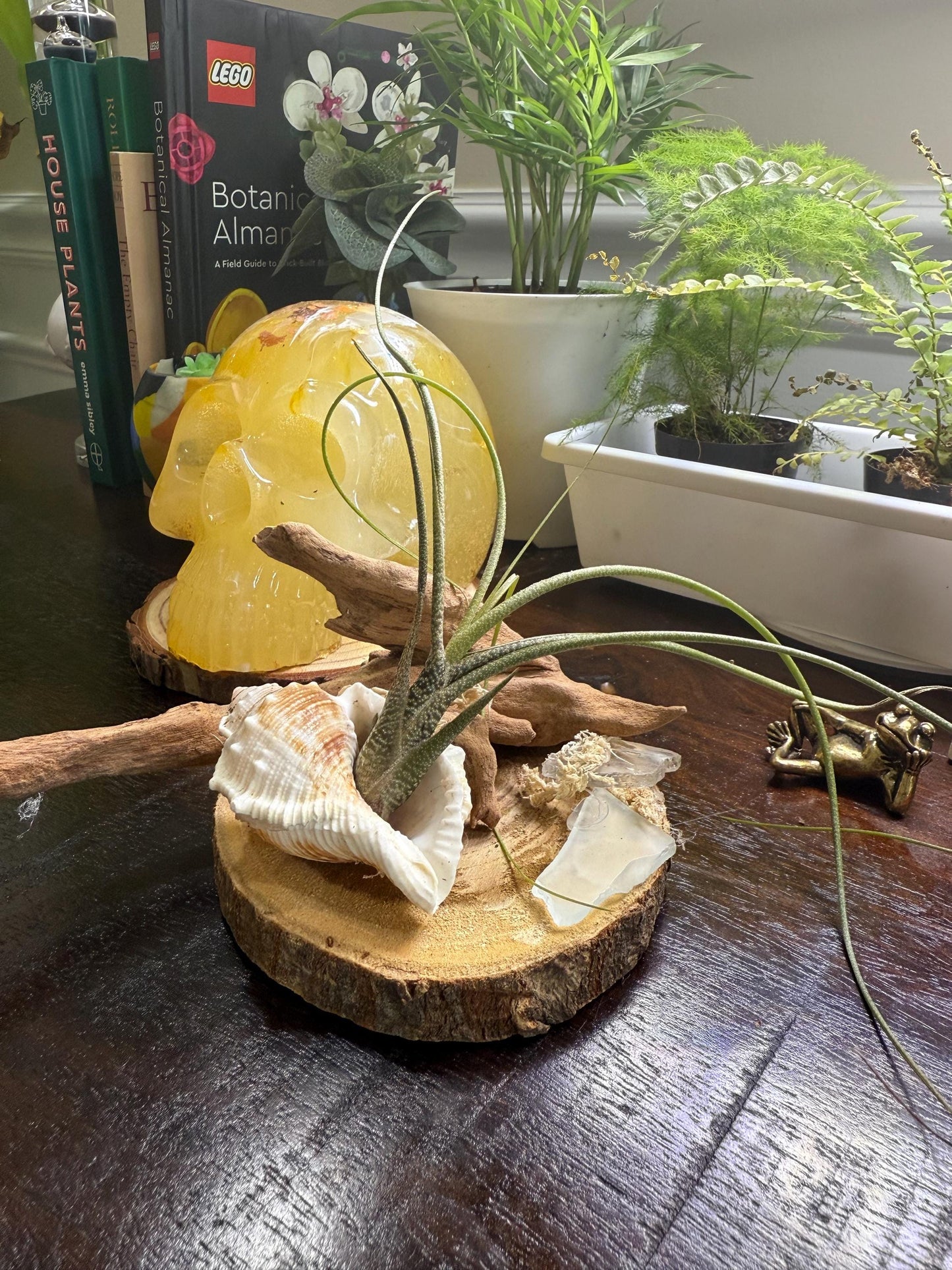 Coastal Driftwood Display Base Rustic Air Plant & Crystal Stand Natural Driftwood Decor