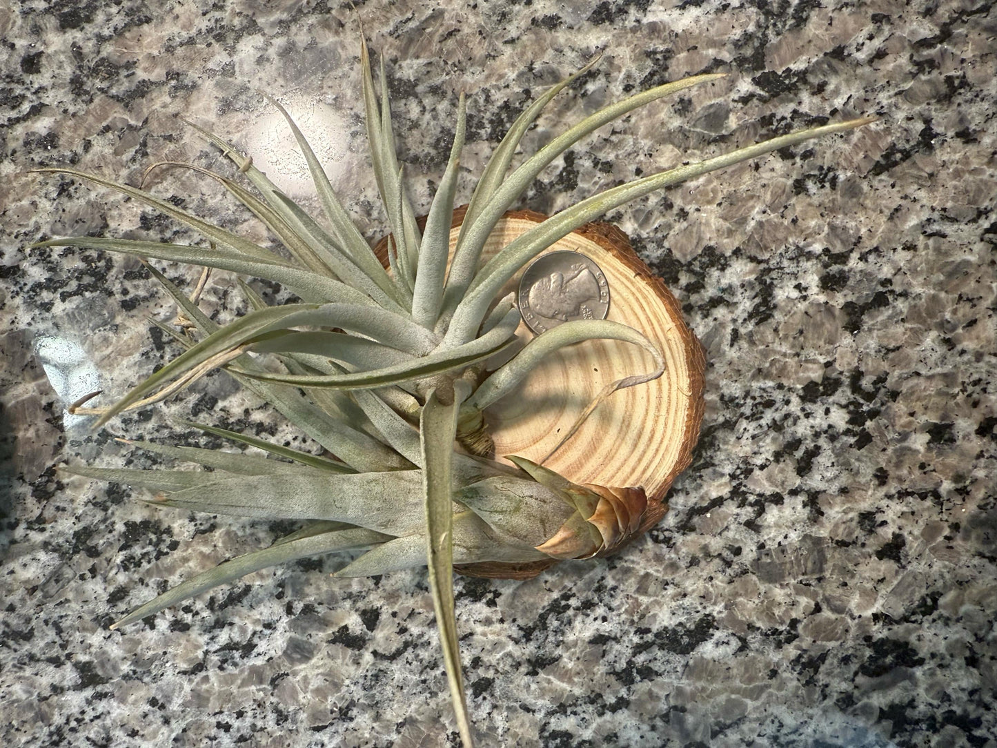 Large & Rare Air Plants | Statement Tillandsia | Unique Living Sculpture | Rare Varieties | Premium Botanical Decor
