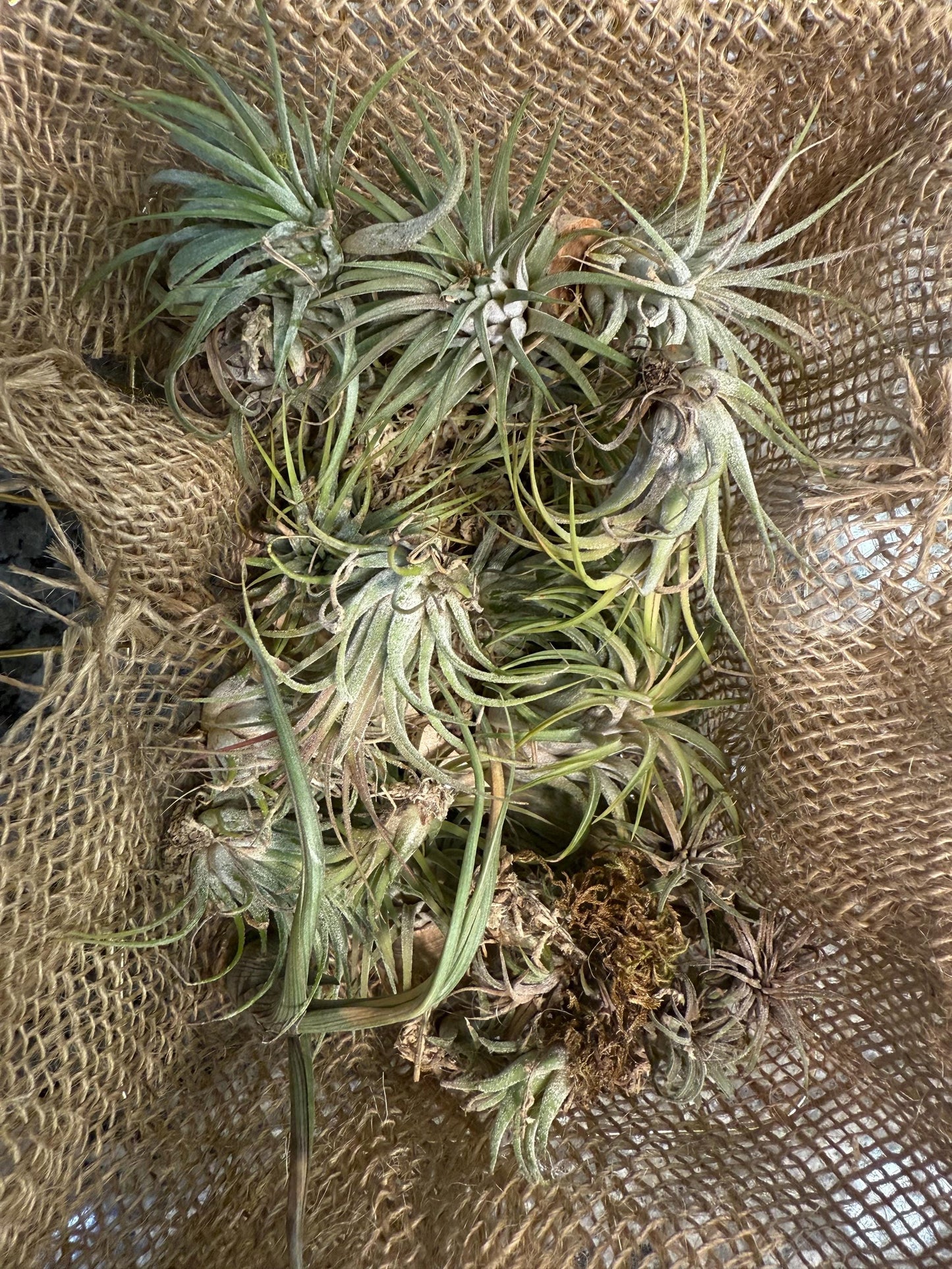 Air Plant (0.5" - 2.5") | Small to Medium Tillandsia | Curated Botanical Surprise | Indoor Living Decor | Terrarium, Gift or Craft