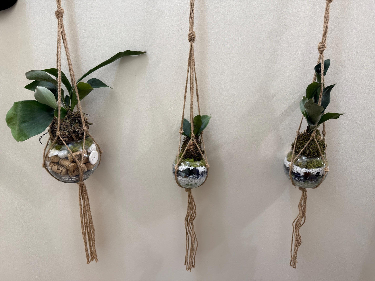 Staghorn Fern Moss Ball & Orb Display | Miniature Live Terrarium | Natural Accents