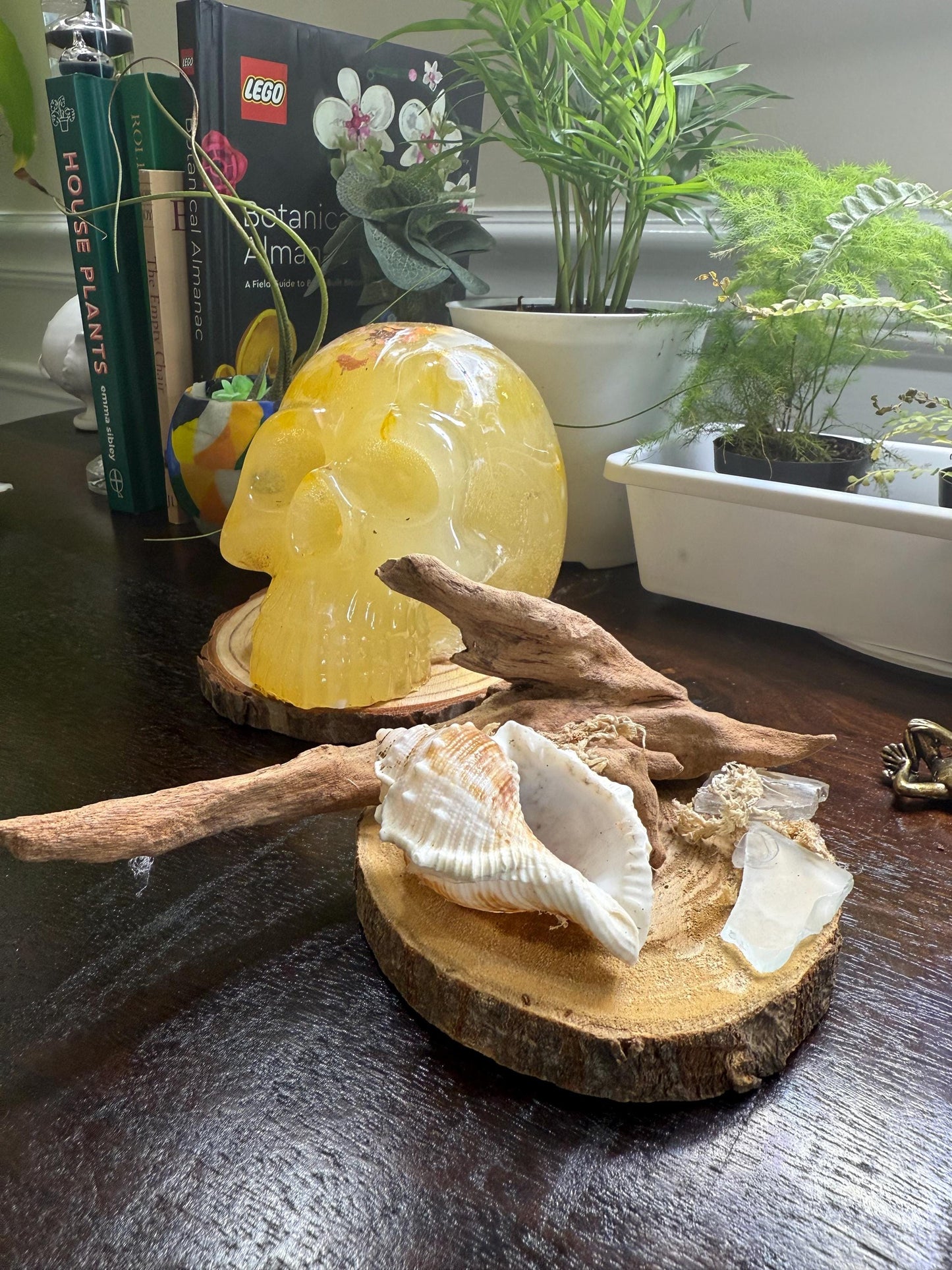 Coastal Driftwood Display Base Rustic Air Plant & Crystal Stand Natural Driftwood Decor