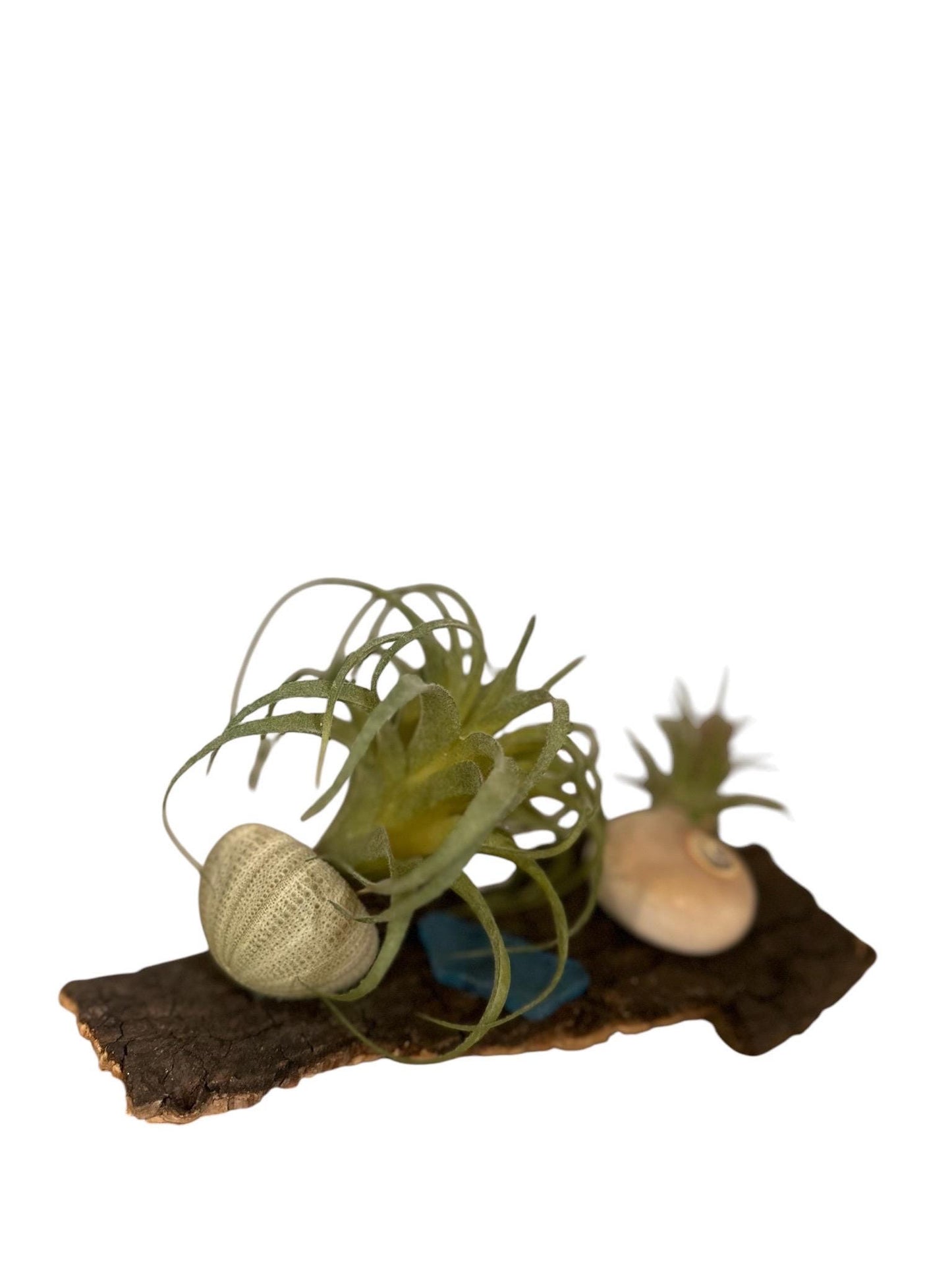 Coastal Driftwood Display Base Rustic Air Plant & Crystal Stand Natural Driftwood Decor