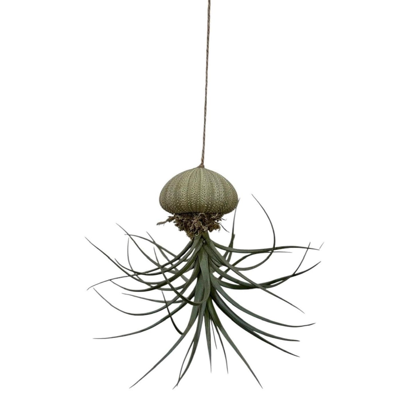 Hanging "Jellyfish" Air Plant Holders | Sea urchin plant holders | Shell Plant Holder | Ocean-Inspired Decor with Real Tillandsia