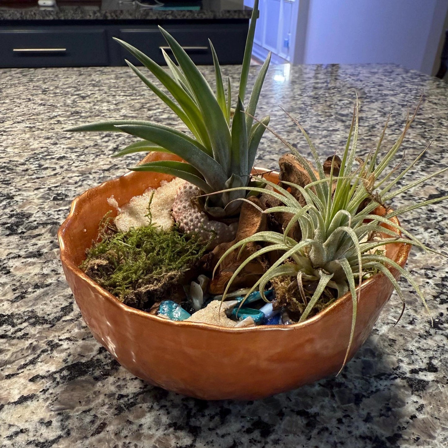 Minimalist Air Plant "Fairy Garden" Bowl with Moss & Natural Accents | Mini Indoor Garden Handcrafted Boho Plant Decor