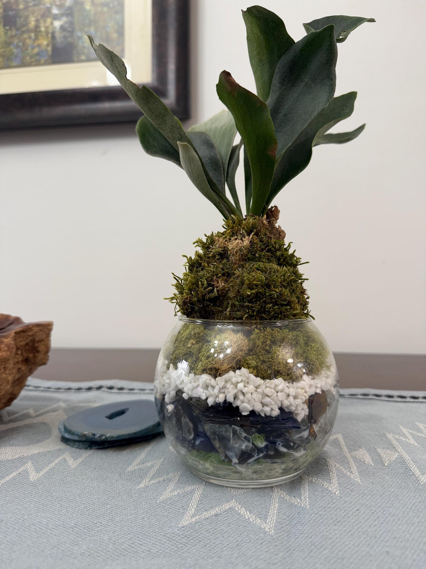 Staghorn Fern Moss Ball & Orb Display | Miniature Live Terrarium | Natural Accents