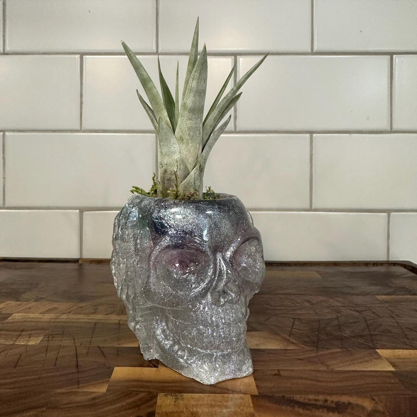 Halloween Skull Holder for Candles and Plants | Skeleton | Spooky Candle/Plant Holder | Eclectic Decor | Halloween | Garden Skull