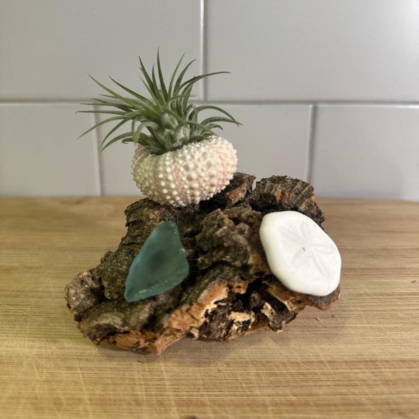 Coastal Driftwood Display Base Rustic Air Plant & Crystal Stand Natural Driftwood Decor