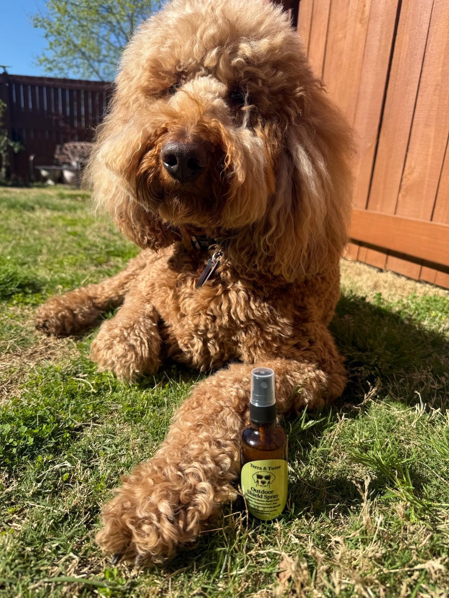 Pet Essentials