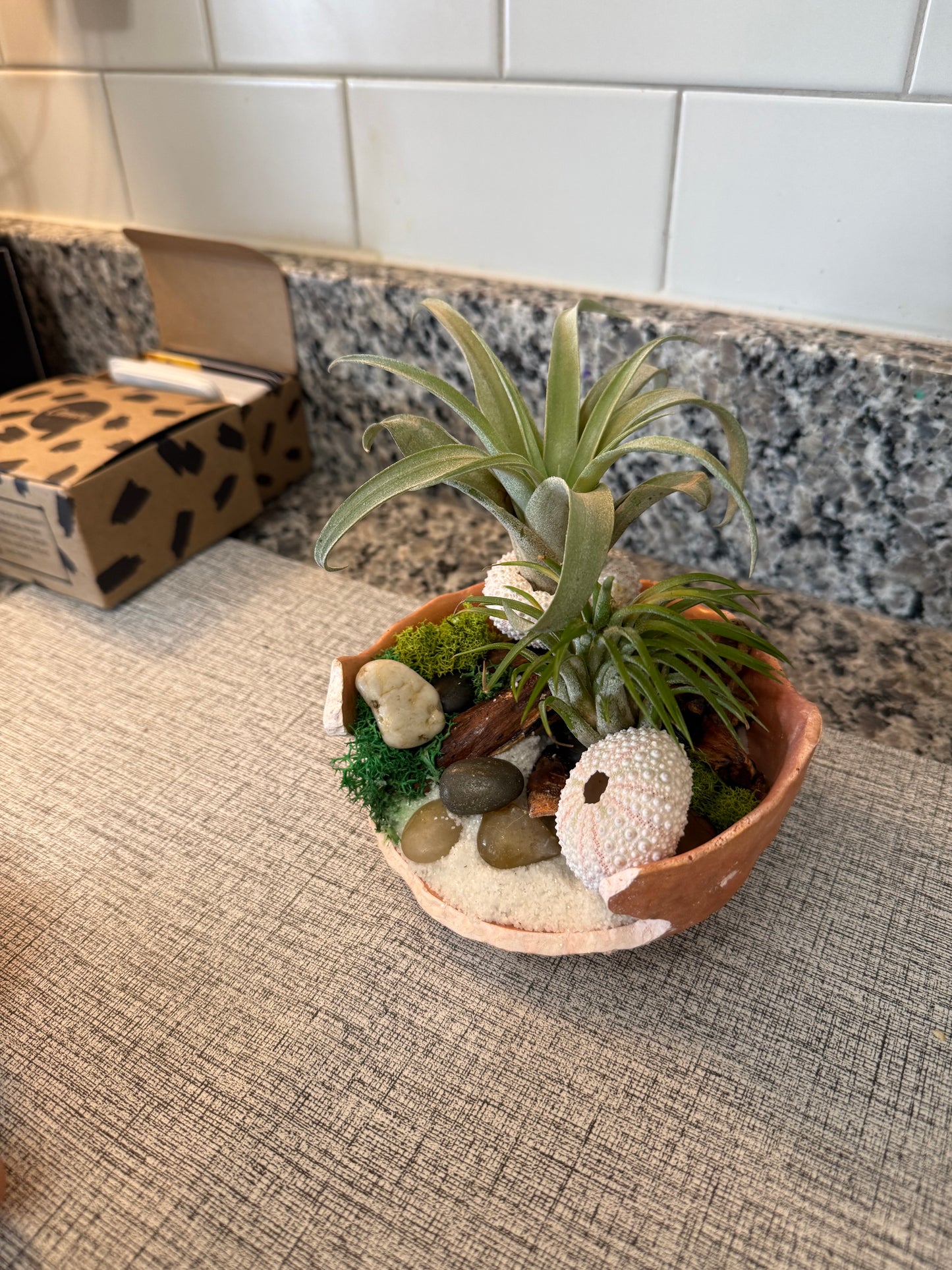 Minimalist Air Plant "Fairy Garden" Bowl with Moss & Natural Accents | Mini Indoor Garden  Handcrafted Boho Plant Decor
