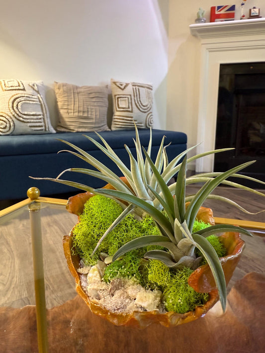 Minimalist Air Plant "Fairy Garden" Bowl with Moss & Natural Accents | Mini Indoor Garden  Handcrafted Boho Plant Decor