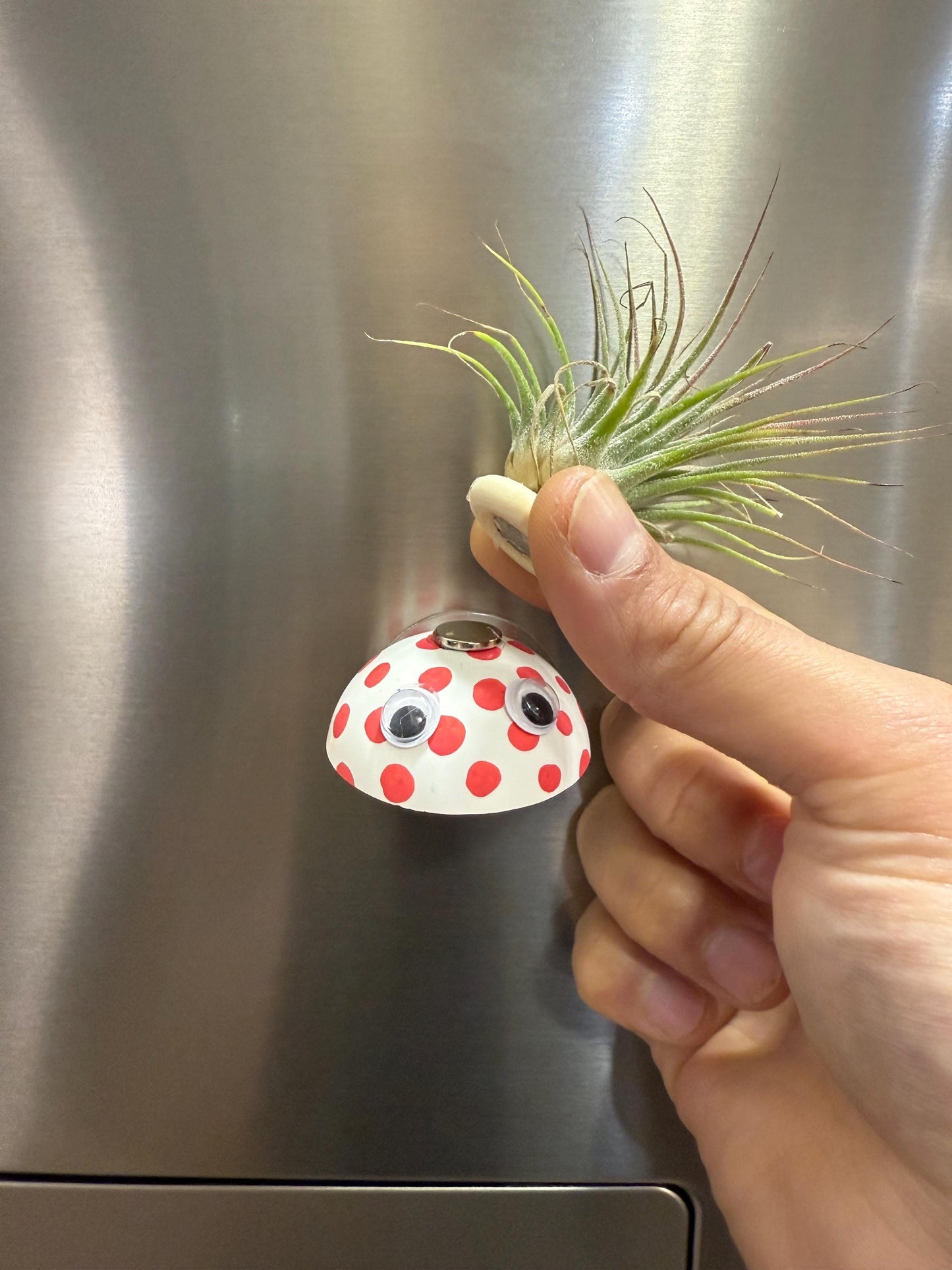 Hanging "Jellyfish" Air Plant Holders | Sea urchin plant holders | Shell Plant Holder | Ocean-Inspired Decor with Real Tillandsia