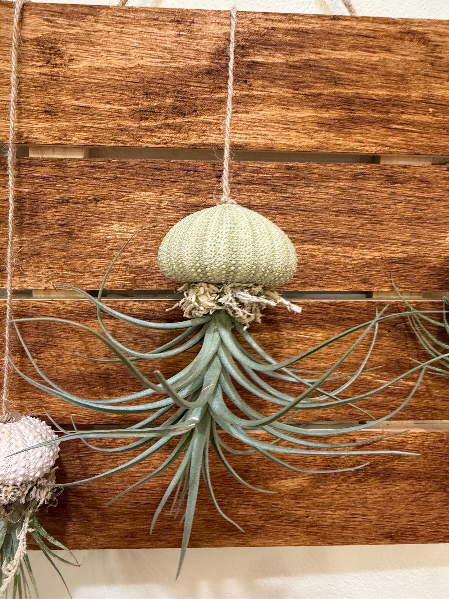 Hanging "Jellyfish" Air Plant Holders | Sea urchin plant holders | Shell Plant Holder | Ocean-Inspired Decor with Real Tillandsia