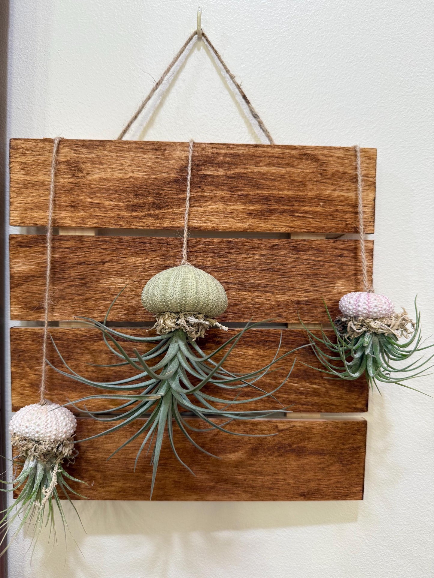 Hanging "Jellyfish" Air Plant Holders | Sea urchin plant holders | Shell Plant Holder | Ocean-Inspired Decor with Real Tillandsia