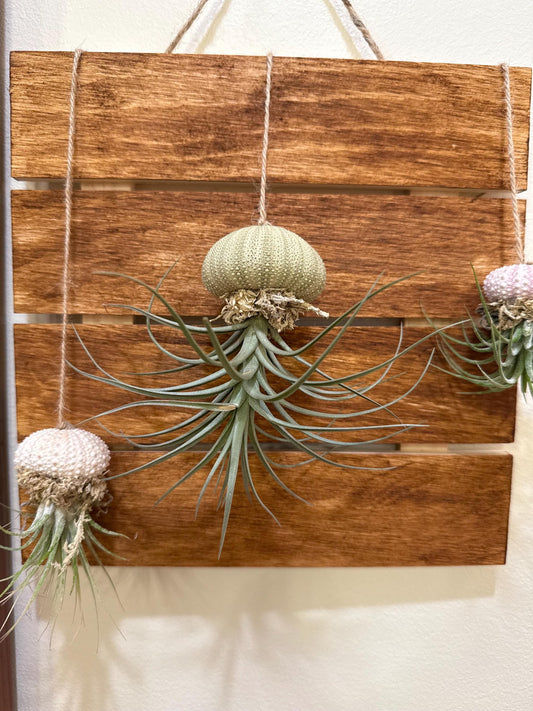 Hanging "Jellyfish" Air Plant Holders | Sea urchin plant holders | Shell Plant Holder | Ocean-Inspired Decor with Real Tillandsia
