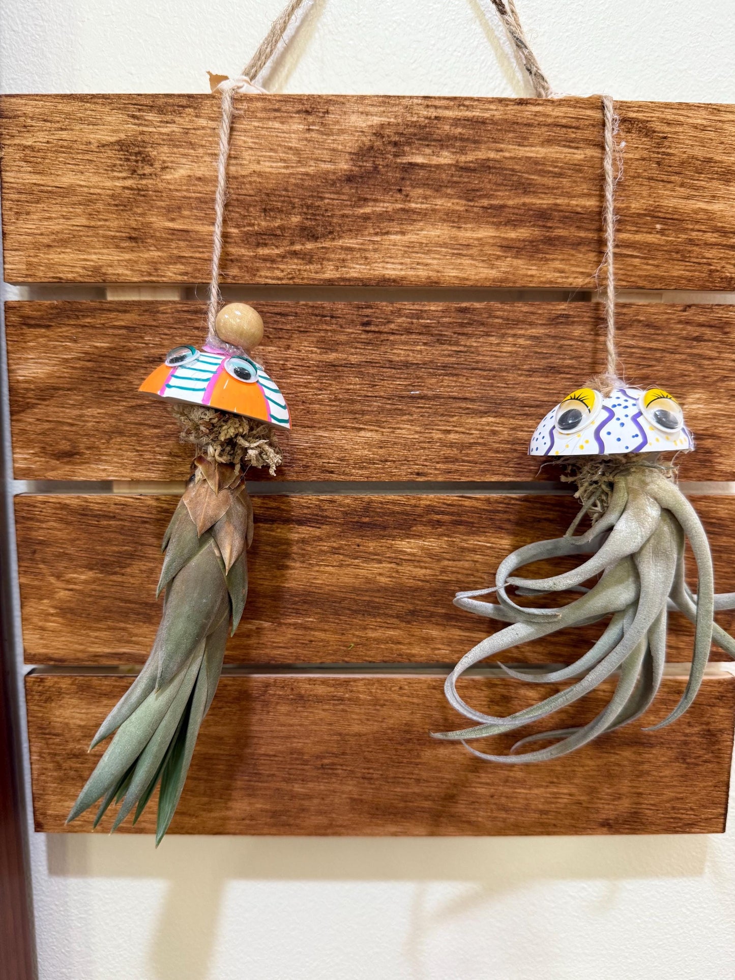 Hanging "Jellyfish" Air Plant Holders | Sea urchin plant holders | Shell Plant Holder | Ocean-Inspired Decor with Real Tillandsia