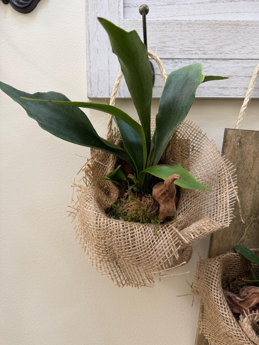 Staghorn Fern on Wood Display | Mounted Indoor/Outdoor Wall Plant | Moss Ball | Indoor + Outdoor Plants | Tropical | Kokedama