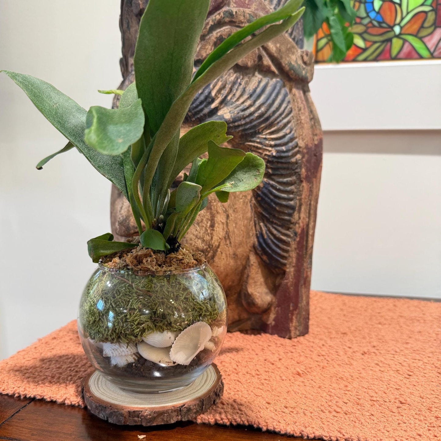 Staghorn Fern Moss Ball & Orb Display | Miniature Live Terrarium | Natural Accents