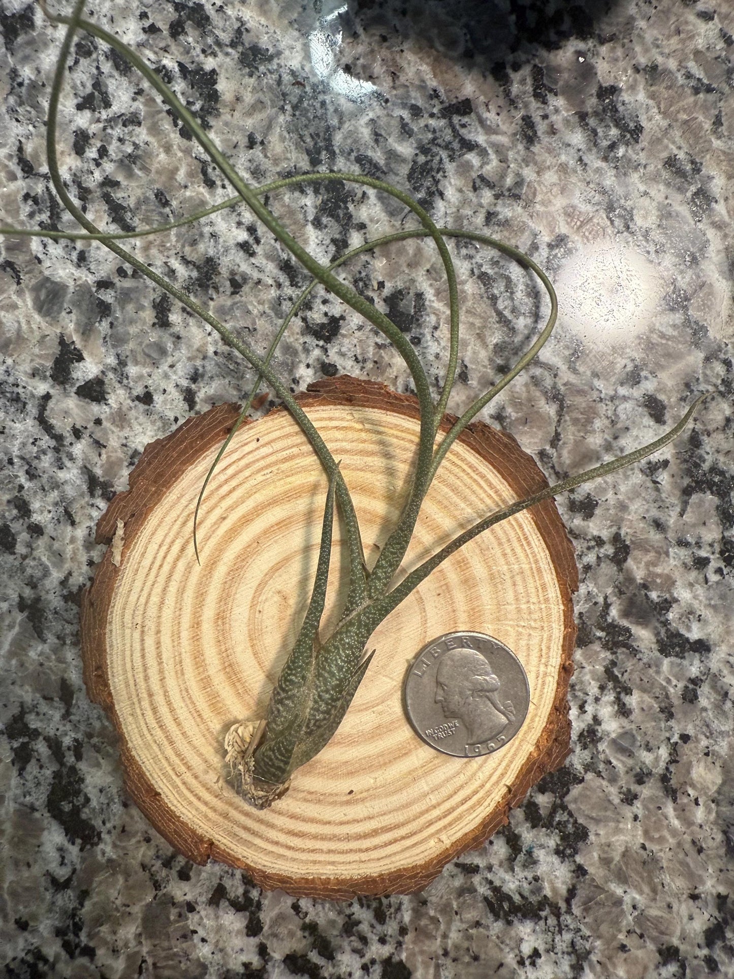 Large & Rare Air Plants |  Statement Tillandsia | Unique Living Sculpture | Rare Varieties | Premium Botanical Decor