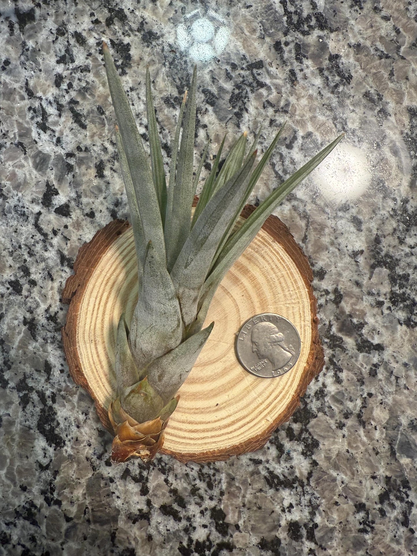 Large & Rare Air Plants |  Statement Tillandsia | Unique Living Sculpture | Rare Varieties | Premium Botanical Decor