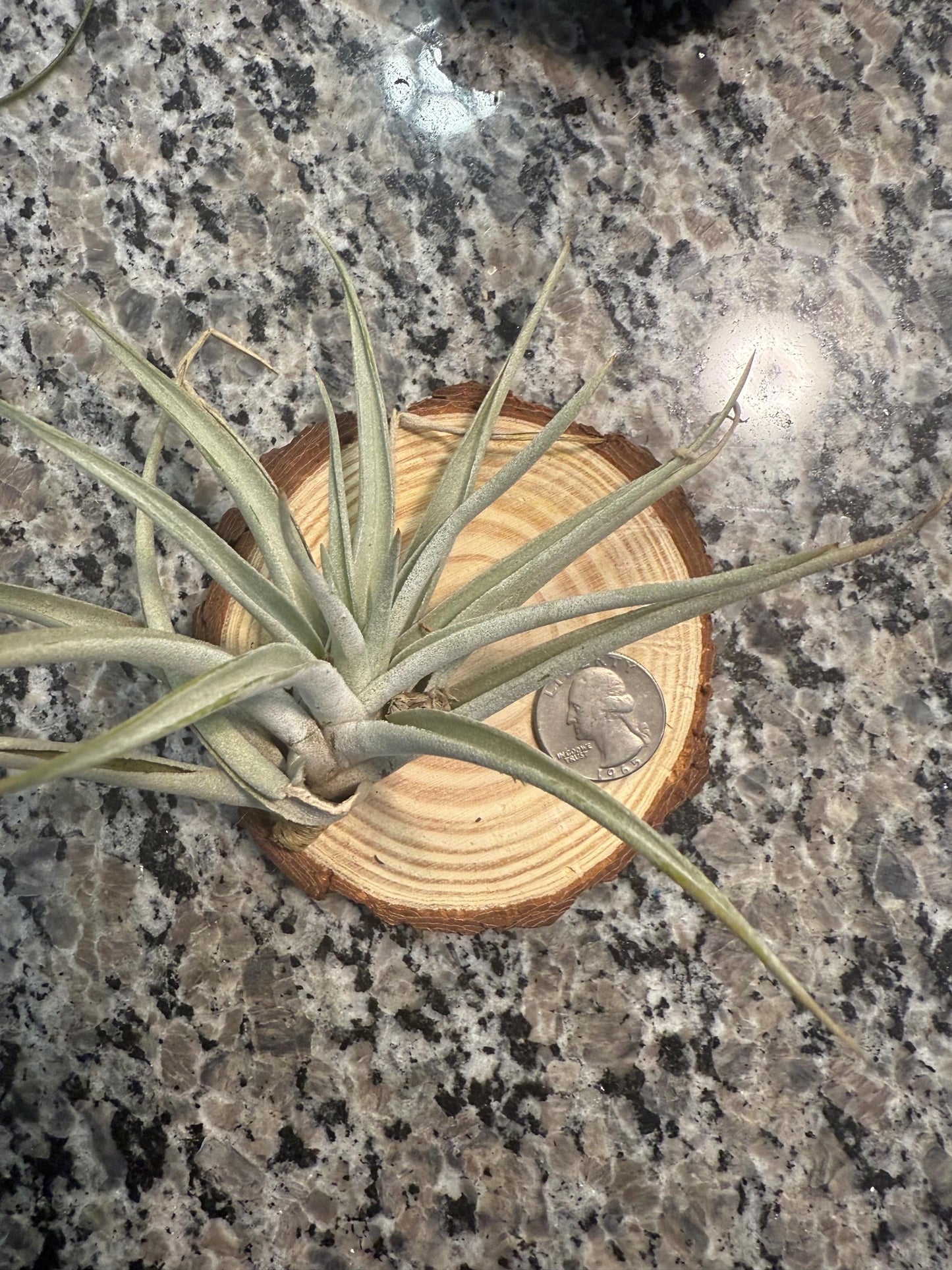Large & Rare Air Plants |  Statement Tillandsia | Unique Living Sculpture | Rare Varieties | Premium Botanical Decor