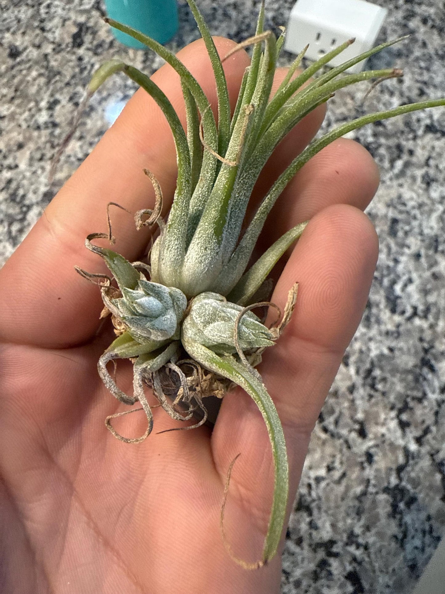 Large & Rare Air Plants |  Statement Tillandsia | Unique Living Sculpture | Rare Varieties | Premium Botanical Decor