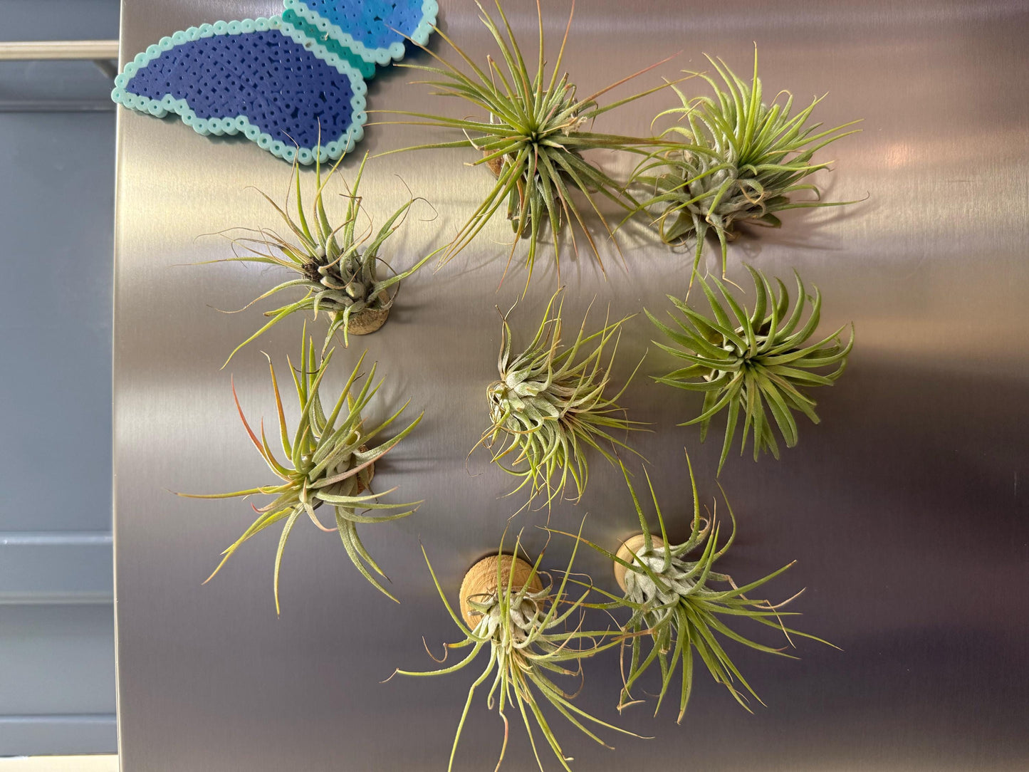 Large & Rare Air Plants |  Statement Tillandsia | Unique Living Sculpture | Rare Varieties | Premium Botanical Decor