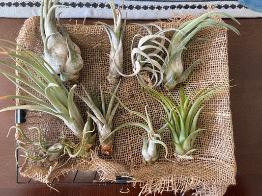Large & Rare Air Plants |  Statement Tillandsia | Unique Living Sculpture | Rare Varieties | Premium Botanical Decor