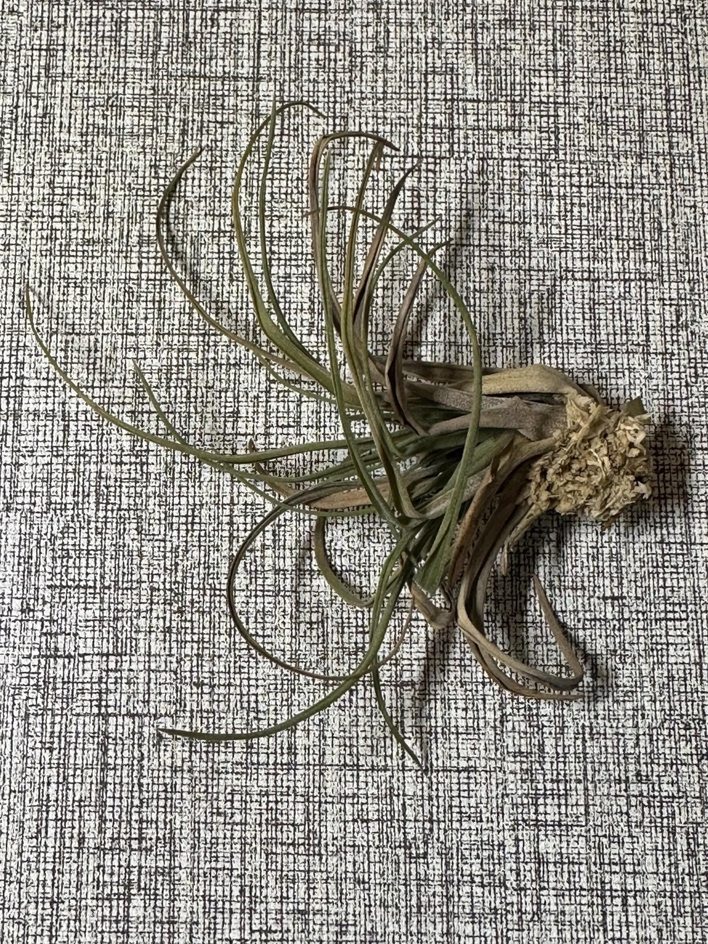 Air Plant (0.5" - 2.5") | Small to Medium Tillandsia | Curated Botanical Surprise | Indoor Living Decor | Terrarium, Gift or Craft