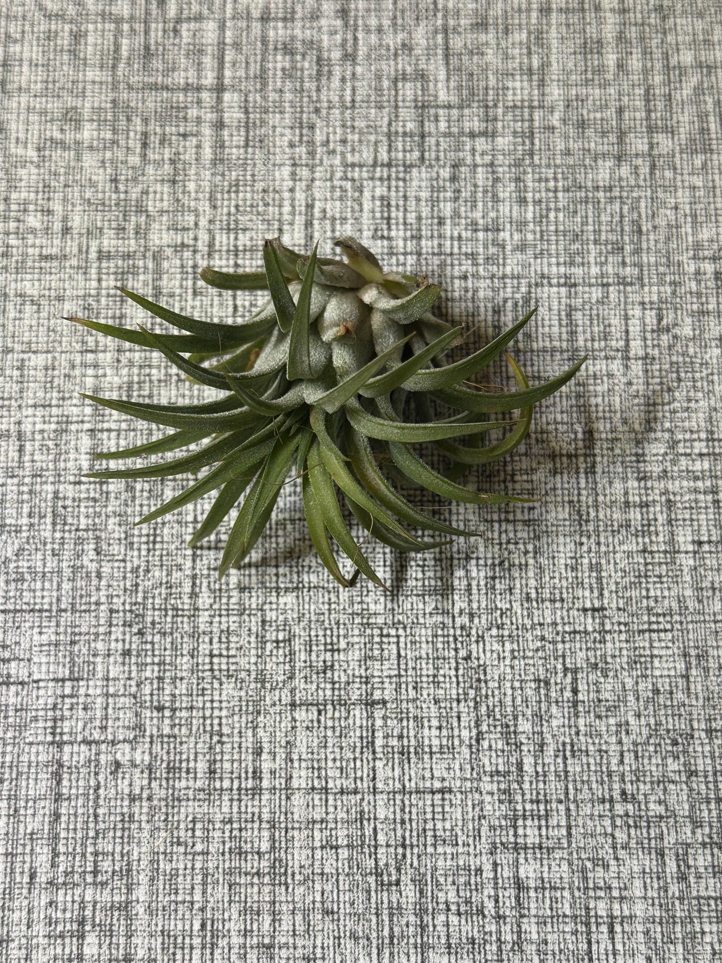 Air Plant (0.5" - 2.5") | Small to Medium Tillandsia | Curated Botanical Surprise | Indoor Living Decor | Terrarium, Gift or Craft