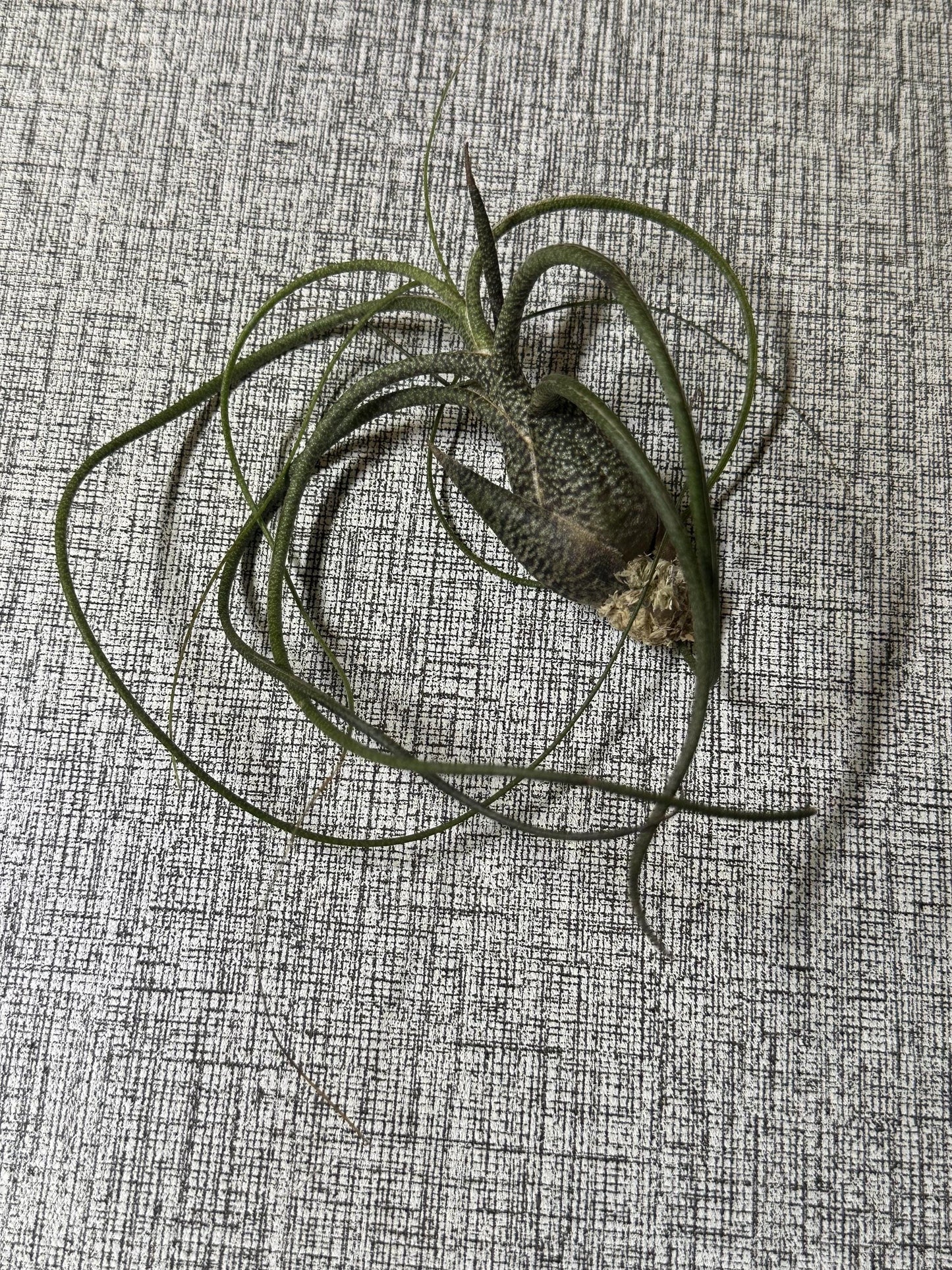 Air Plant (0.5" - 2.5") | Small to Medium Tillandsia | Curated Botanical Surprise | Indoor Living Decor | Terrarium, Gift or Craft