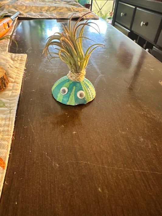 Air Plant Buddy  Magnetic Plant Pal Gift with Googly Eyes | Handmade Air Plant Display