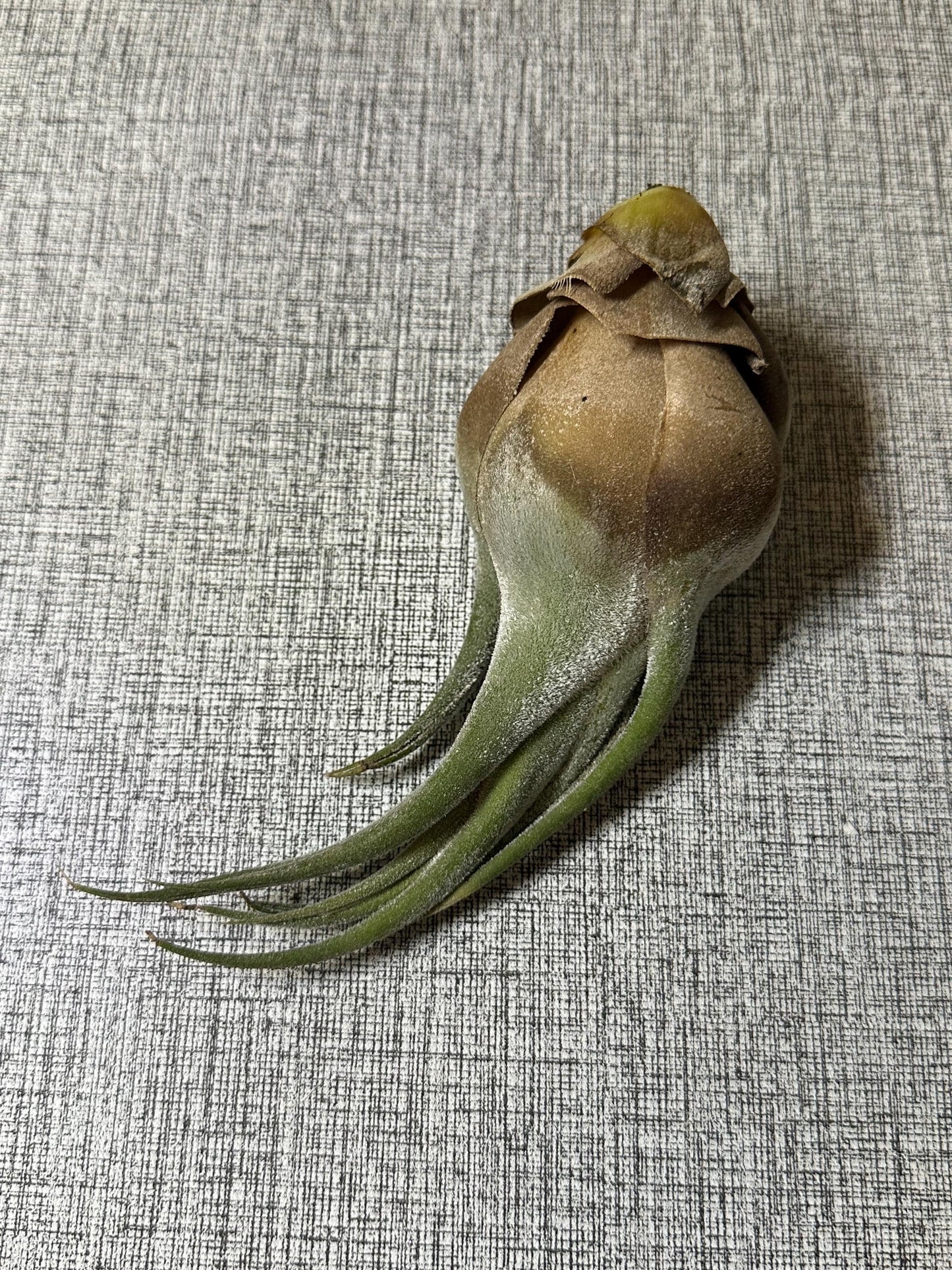 Air Plant (0.5" - 2.5") | Small to Medium Tillandsia | Curated Botanical Surprise | Indoor Living Decor | Terrarium, Gift or Craft