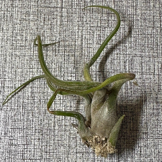 Air Plant (0.5" - 2.5") | Small to Medium Tillandsia | Curated Botanical Surprise | Indoor Living Decor | Terrarium, Gift or Craft