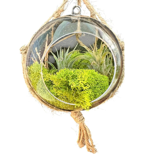 Hanging "Fairy Garden" | Mini Terrarium |  Orb Display for Air plants | Pixie Plant Display