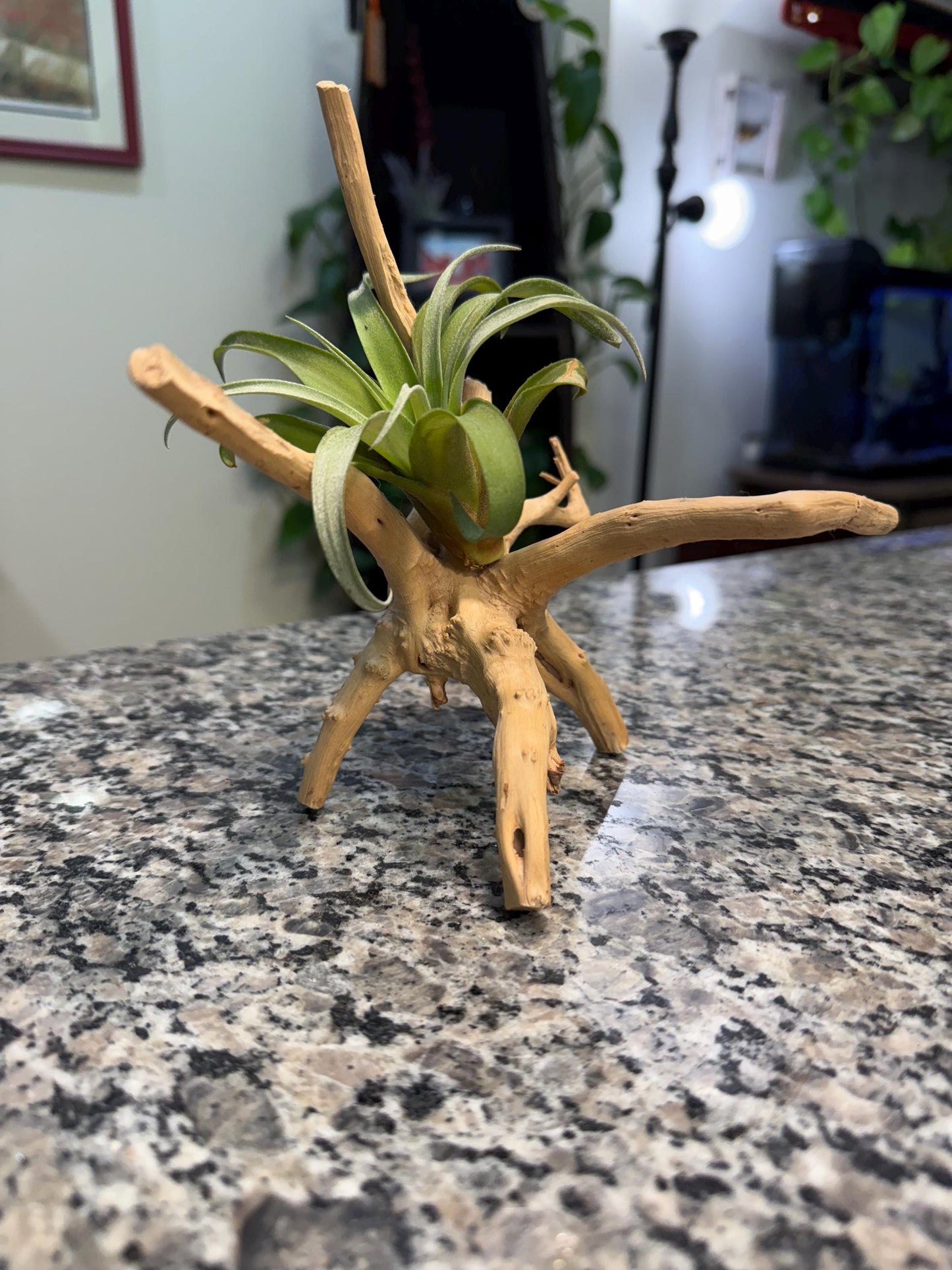 Large & Rare Air Plants |  Statement Tillandsia | Unique Living Sculpture | Rare Varieties | Premium Botanical Decor