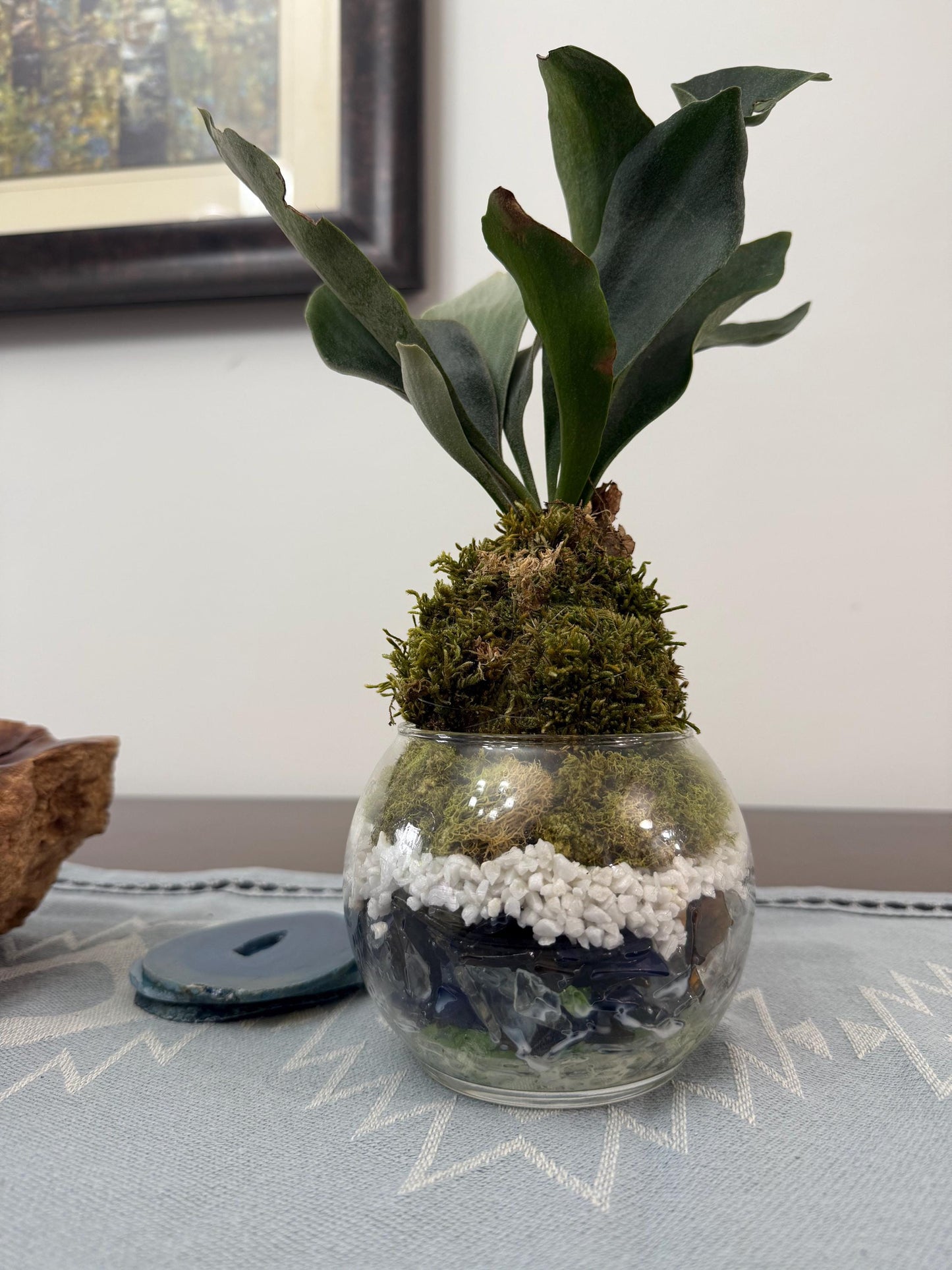 Staghorn Fern Moss Ball & Orb Display | Miniature Live Terrarium | Natural Accents
