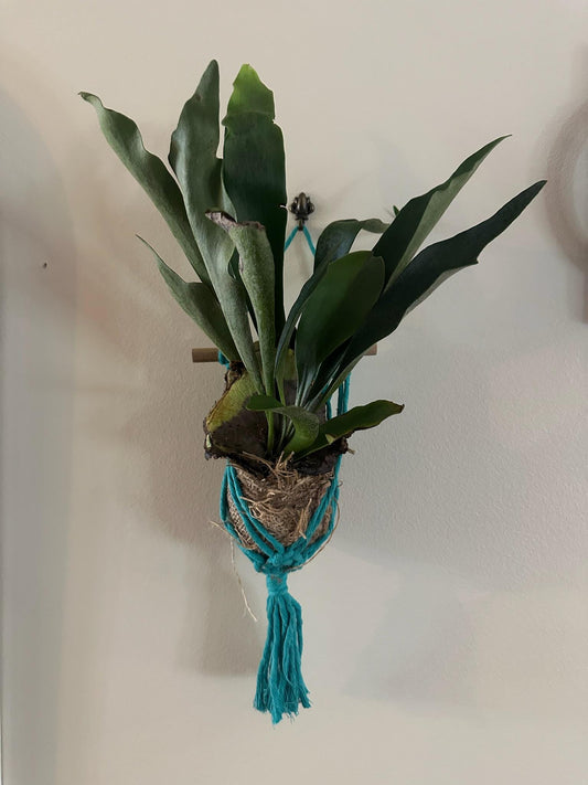 Hanging Staghorn Fern  Kokedama Moss Ball & Macramé Holder | Indoor Wall Plant Décor