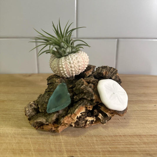 Coastal Driftwood Display Base  Rustic Air Plant & Crystal Stand  Natural Driftwood Decor